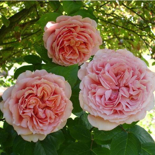 Gärtnerei - Rosa Paul Bocuse™ - rosa - nostalgische rosen - diskret duftend - Dominique Massad - -